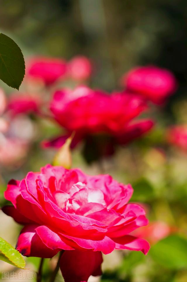 玫瑰花的寓意和象征(20种玫瑰花的寓意)-图13