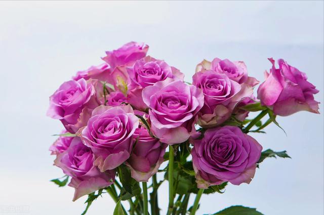 玫瑰花的寓意和象征(20种玫瑰花的寓意)-图15