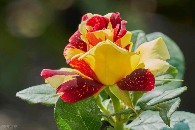 玫瑰花的寓意和象征(20种玫瑰花的寓意)-图23