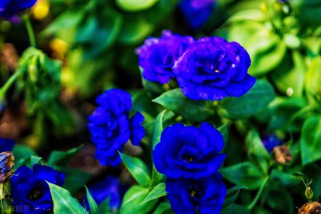 玫瑰花的寓意和象征(20种玫瑰花的寓意)-图9