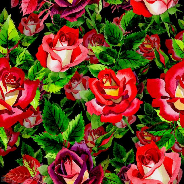 玫瑰花的寓意和象征(20种玫瑰花的寓意)-图20