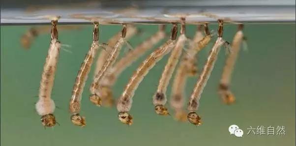 毒蚊子咬完什么症状（传播登革热的白纹伊蚊）