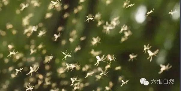 毒蚊子咬完什么症状（传播登革热的白纹伊蚊）