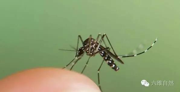 毒蚊子咬完什么症状（传播登革热的白纹伊蚊）