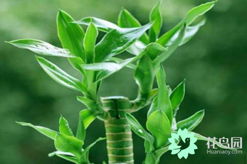 观音竹和富贵竹的区别（观音竹和富贵竹的不同点）