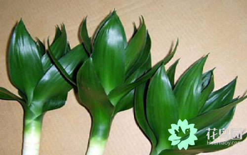 观音竹和富贵竹的区别（观音竹和富贵竹的不同点）