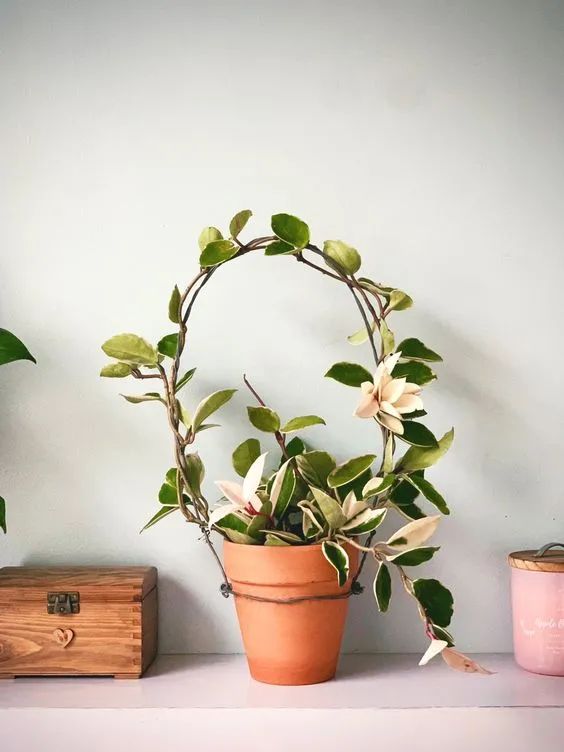 攀爬植物哪种比较好（6种可以养在室内的爬藤植物）