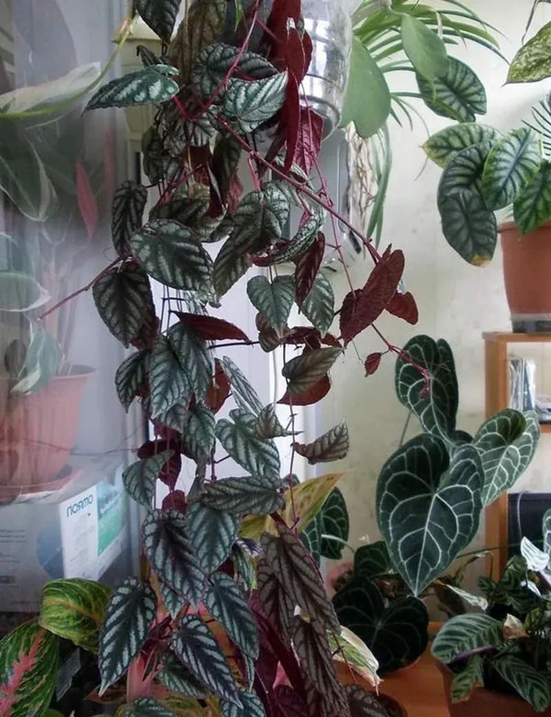 攀爬植物哪种比较好（6种可以养在室内的爬藤植物）