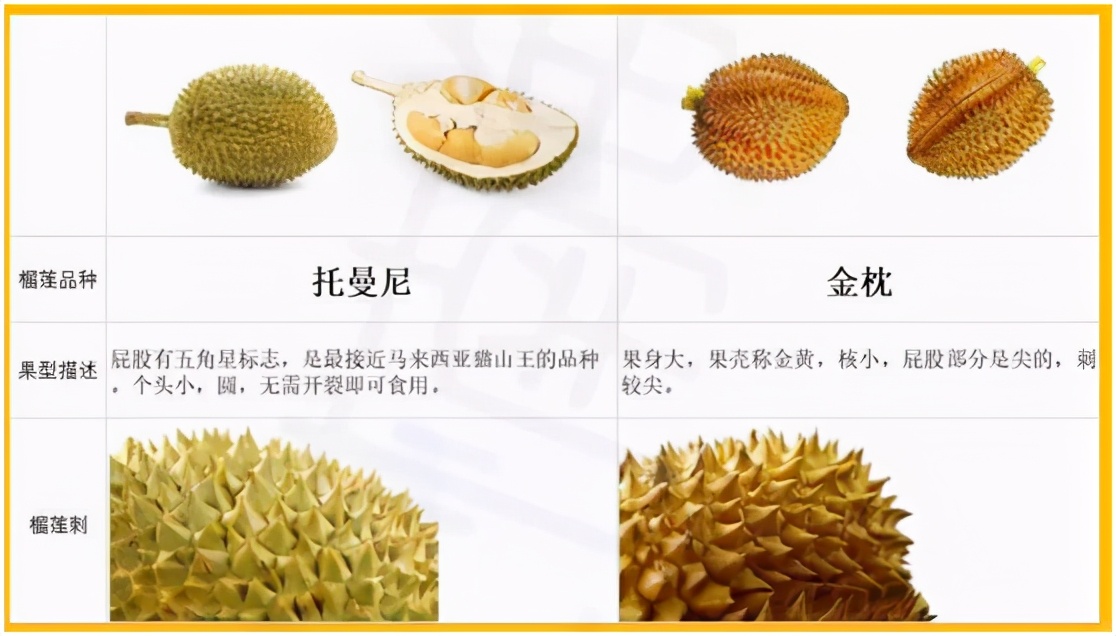 托曼尼榴莲和金枕的区别（图文讲解二者的本质区别）