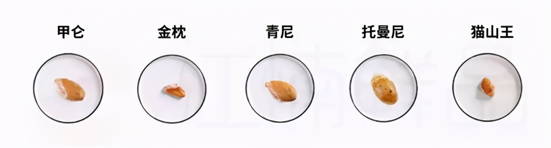 托曼尼榴莲和金枕的区别（图文讲解二者的本质区别）