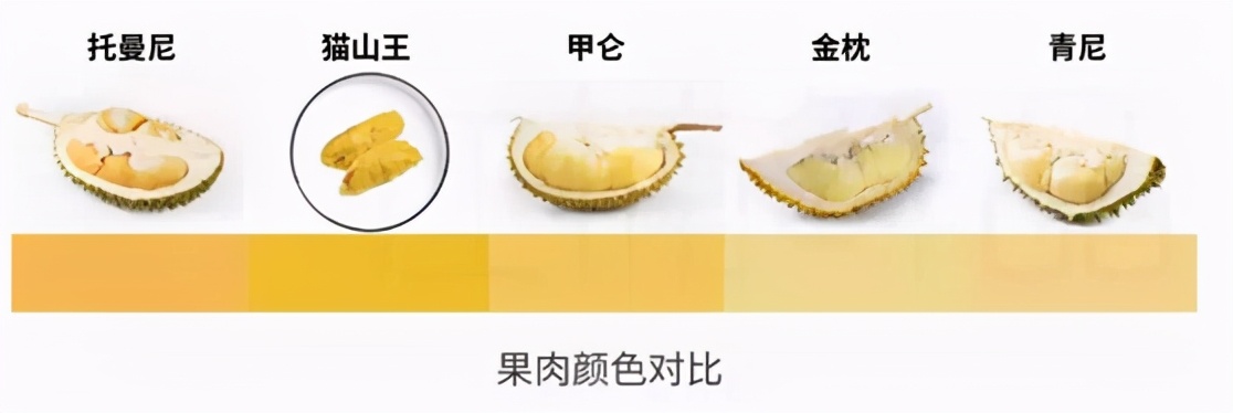 托曼尼榴莲和金枕的区别（图文讲解二者的本质区别）