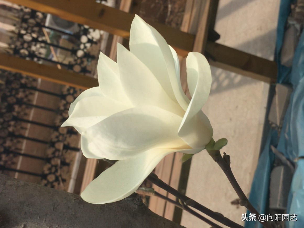 玉兰花香不香（一文了解关于玉兰花的小知识）