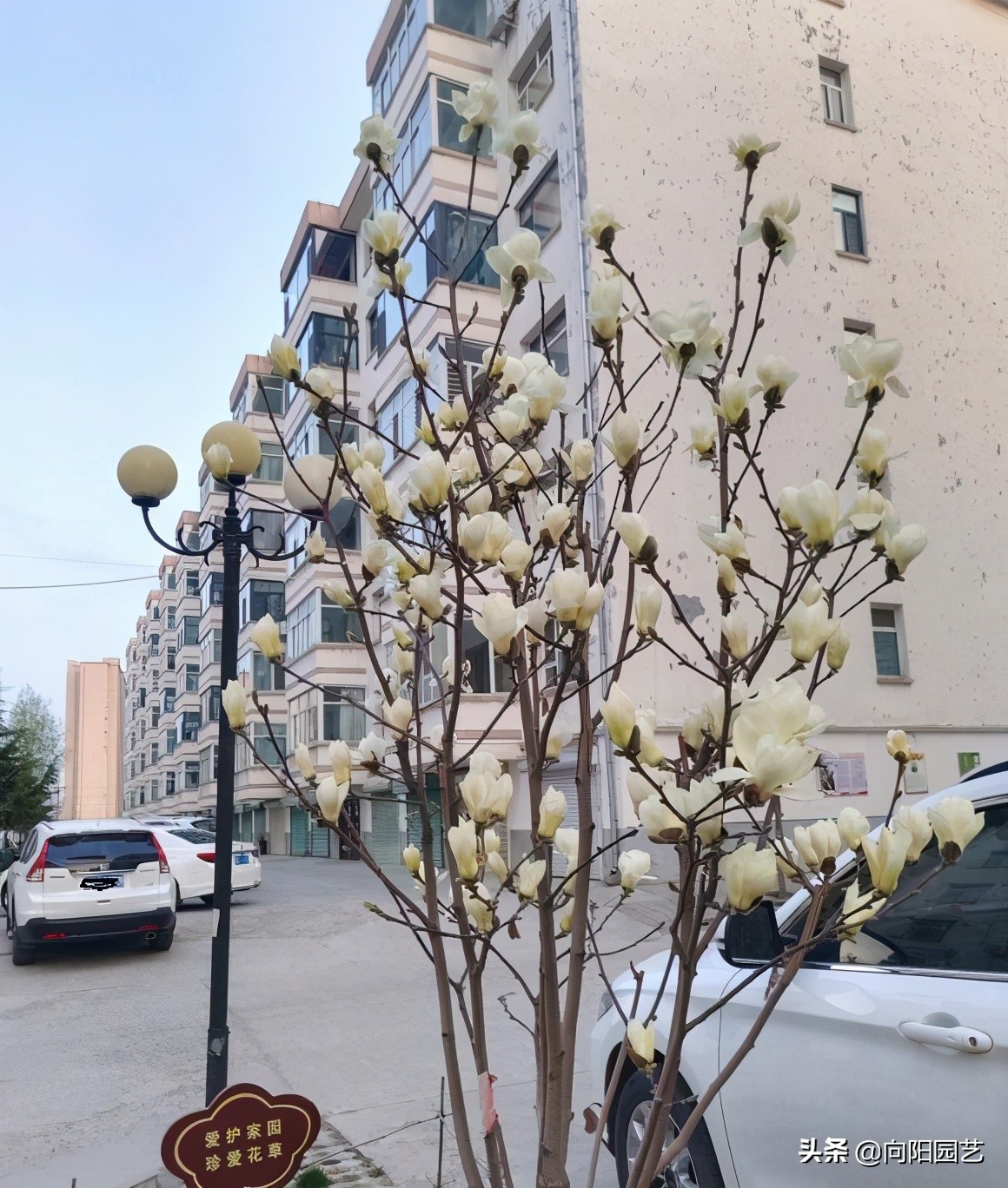 玉兰花香不香（一文了解关于玉兰花的小知识）