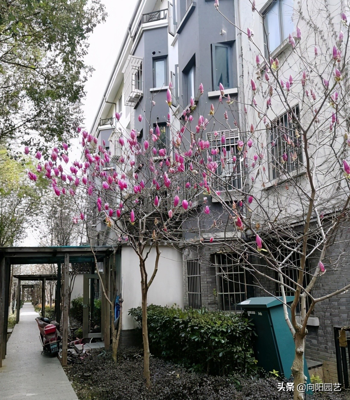 玉兰花香不香（一文了解关于玉兰花的小知识）