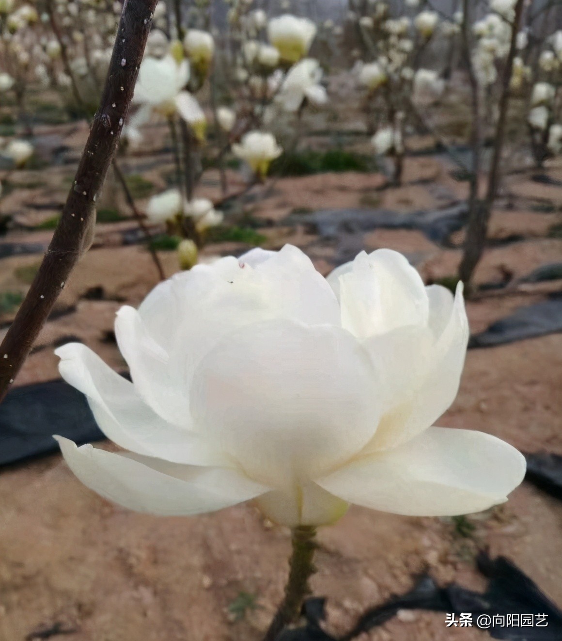 玉兰花香不香（一文了解关于玉兰花的小知识）