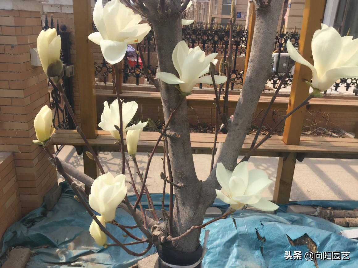 玉兰花香不香（一文了解关于玉兰花的小知识）