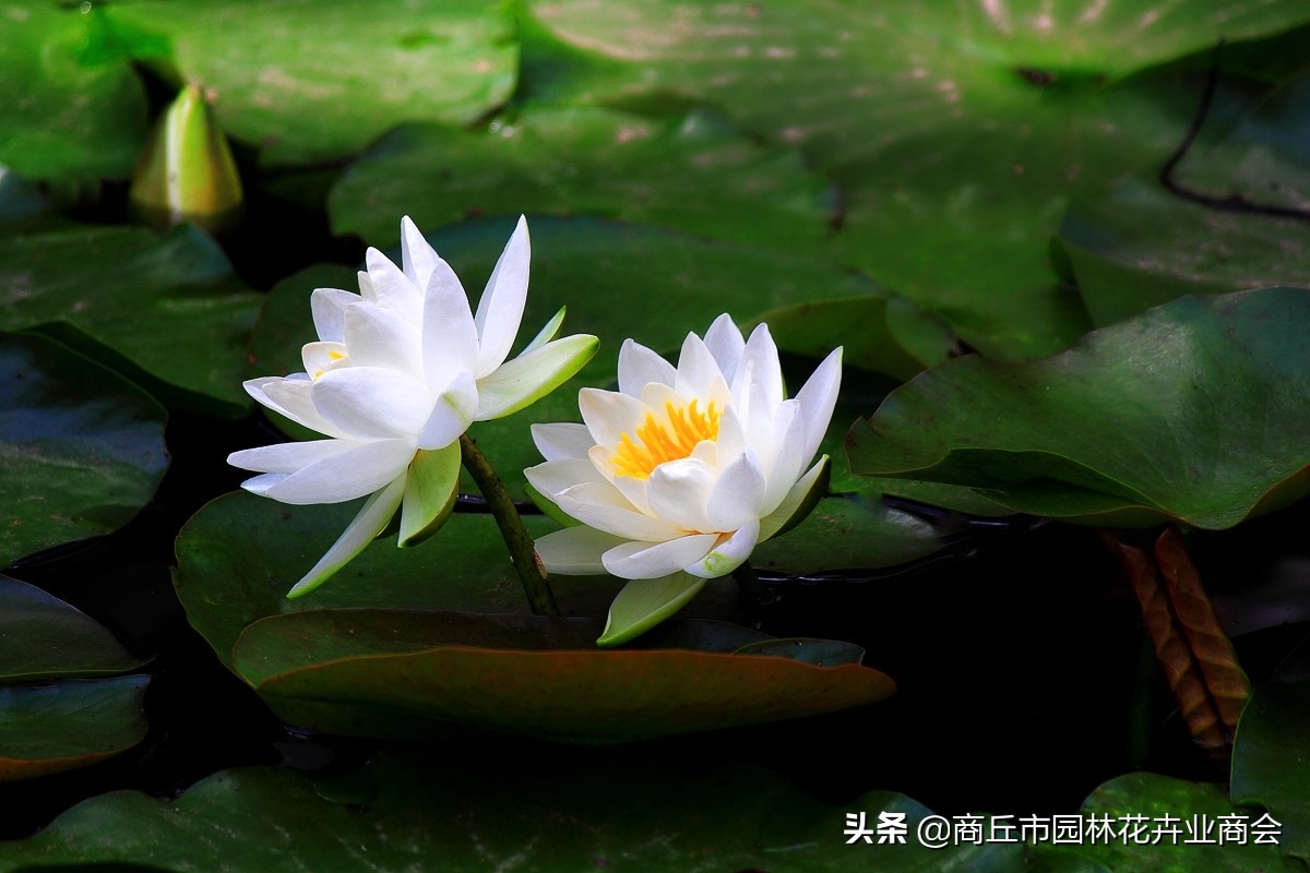 并蒂莲的象征意义是什么（并蒂莲的现象解释）