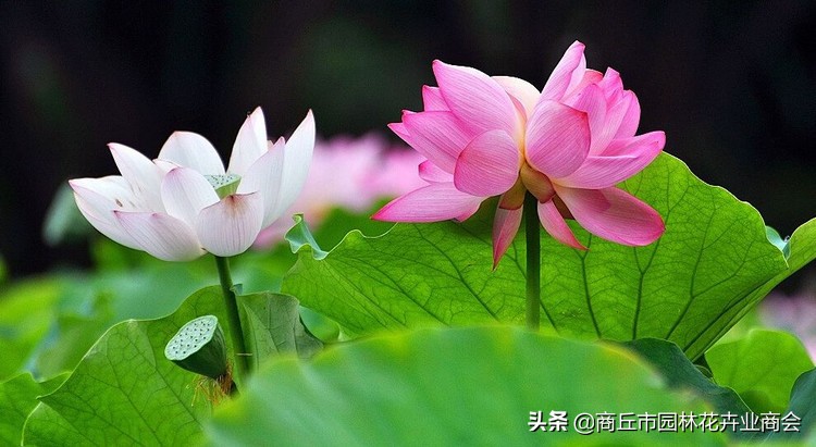 并蒂莲的象征意义是什么（并蒂莲的现象解释）