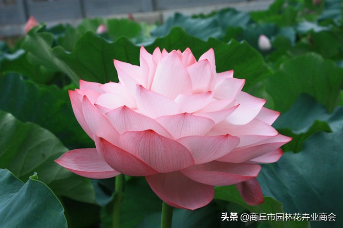 并蒂莲的象征意义是什么（并蒂莲的现象解释）