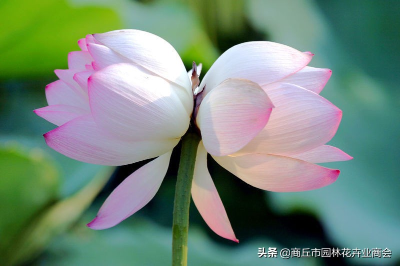 并蒂莲的象征意义是什么（并蒂莲的现象解释）