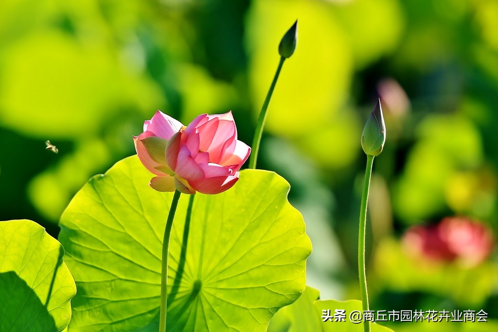 并蒂莲的象征意义是什么（并蒂莲的现象解释）