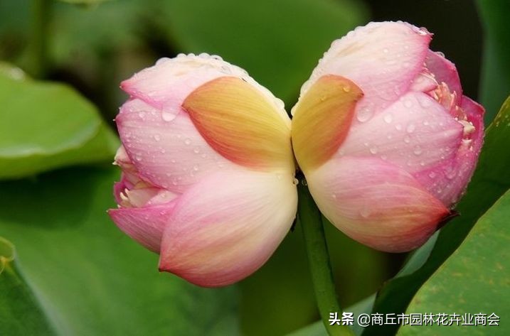 并蒂莲的象征意义是什么（并蒂莲的现象解释）