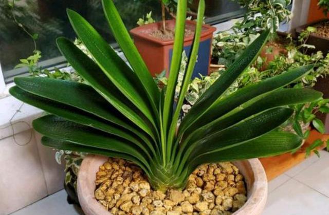 熟黄豆水适合浇什么花（黄豆处理的方法讲解）