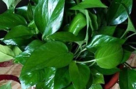 熟黄豆水适合浇什么花（黄豆处理的方法讲解）