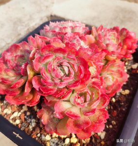 ​朱砂痣长什么样(真正的朱砂痣什么样)