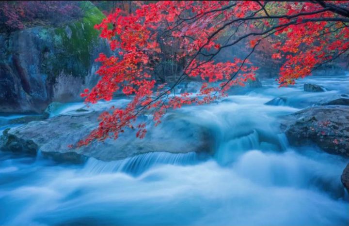 枫叶的寓意和花语是什么（受全世界喜爱的枫叶能有多美）