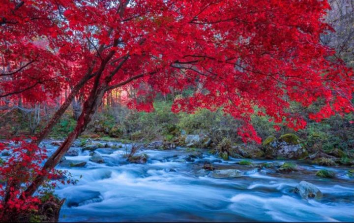 枫叶的寓意和花语是什么（受全世界喜爱的枫叶能有多美）