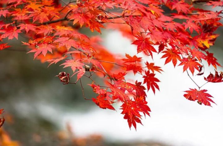 枫叶的寓意和花语是什么（受全世界喜爱的枫叶能有多美）