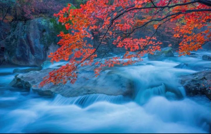 枫叶的寓意和花语是什么（受全世界喜爱的枫叶能有多美）