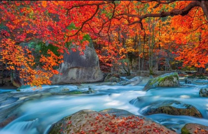 枫叶的寓意和花语是什么（受全世界喜爱的枫叶能有多美）