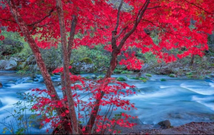 枫叶的寓意和花语是什么（受全世界喜爱的枫叶能有多美）