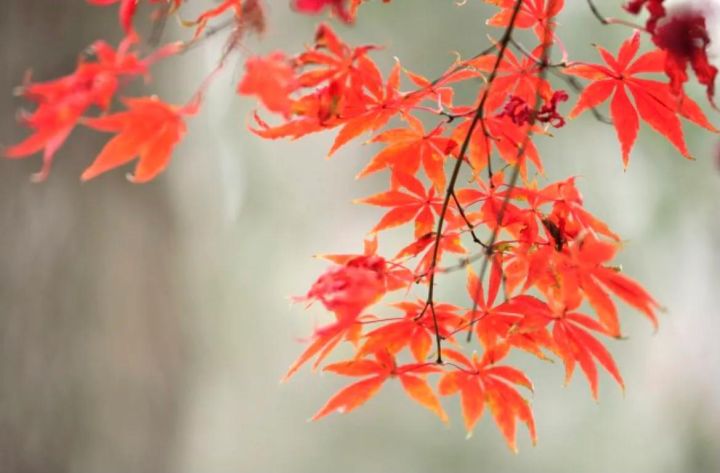 枫叶的寓意和花语是什么（受全世界喜爱的枫叶能有多美）