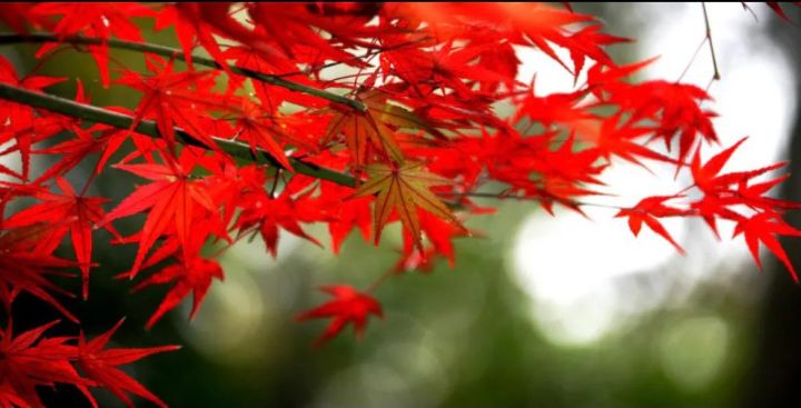 枫叶的寓意和花语是什么（受全世界喜爱的枫叶能有多美）