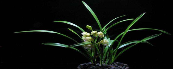 兰花浇什么水最好（兰花养殖的3个注意事项）