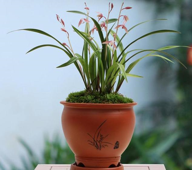 兰花浇什么水最好（兰花养殖的3个注意事项）