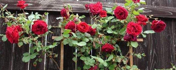 树状月季用什么树桩（分享4种适合树状月季花的树桩）