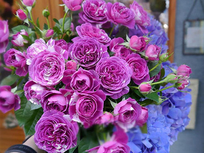 树状月季用什么树桩（分享4种适合树状月季花的树桩）