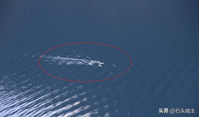 天池水怪到底是什么(喀纳斯湖水怪)-图5