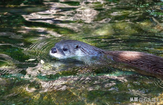 天池水怪到底是什么(喀纳斯湖水怪)-图7