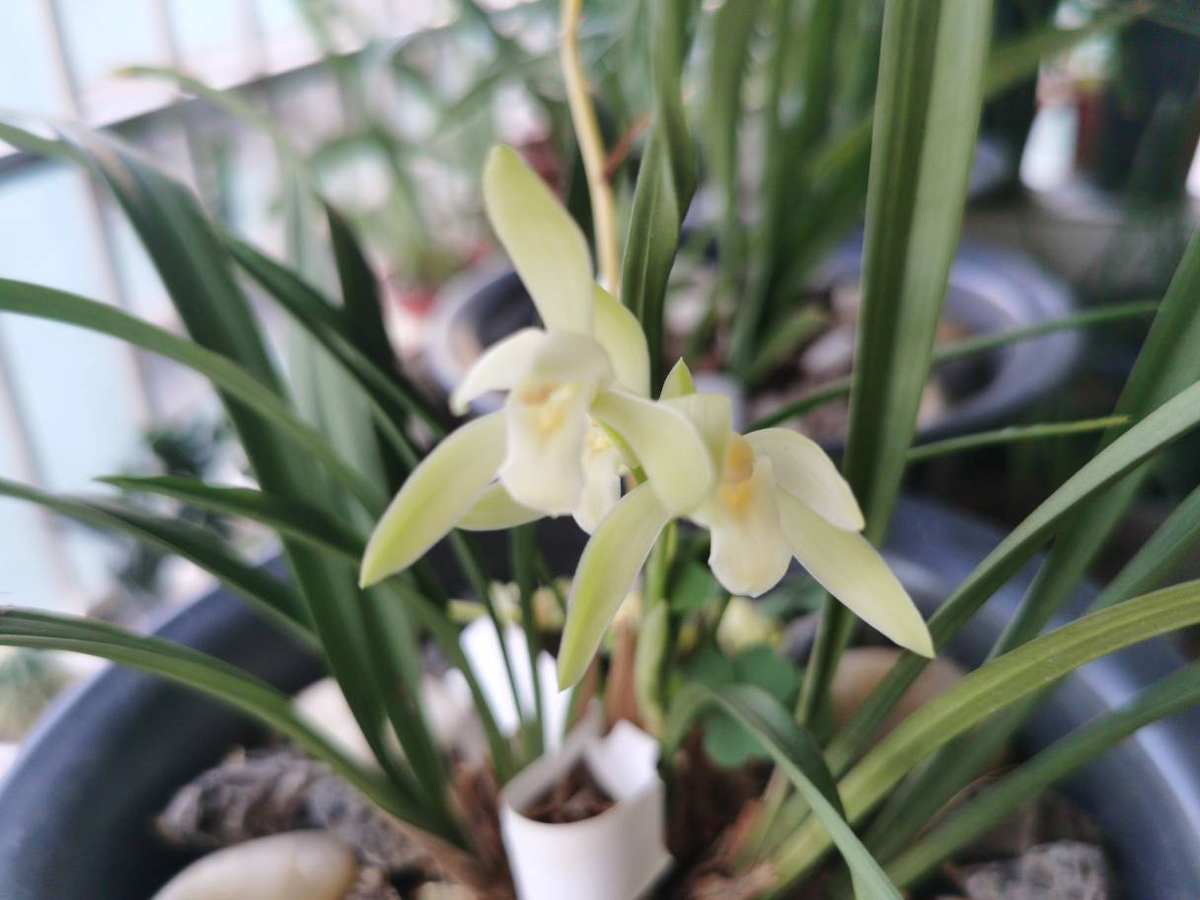 夏季有哪些花（图文讲解夏天最常见的8种花）