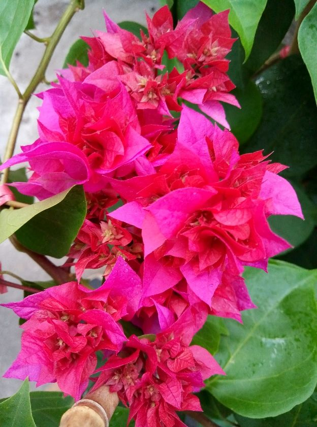 夏季有哪些花（图文讲解夏天最常见的8种花）