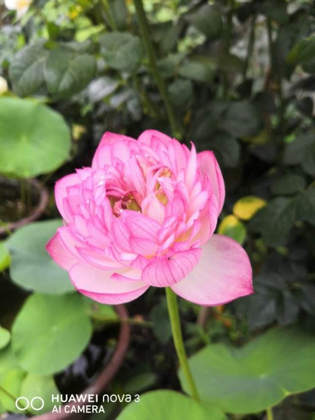 夏季有哪些花（图文讲解夏天最常见的8种花）