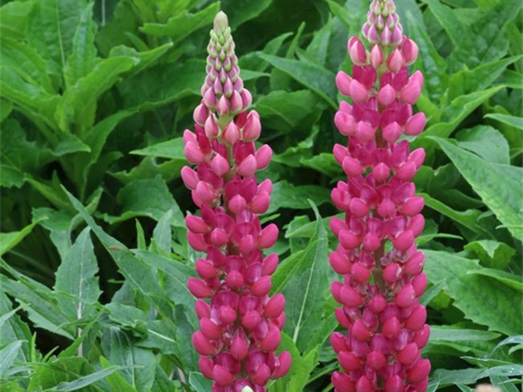 鲁冰花的花语（代表着美丽与哀愁的鲁冰花）