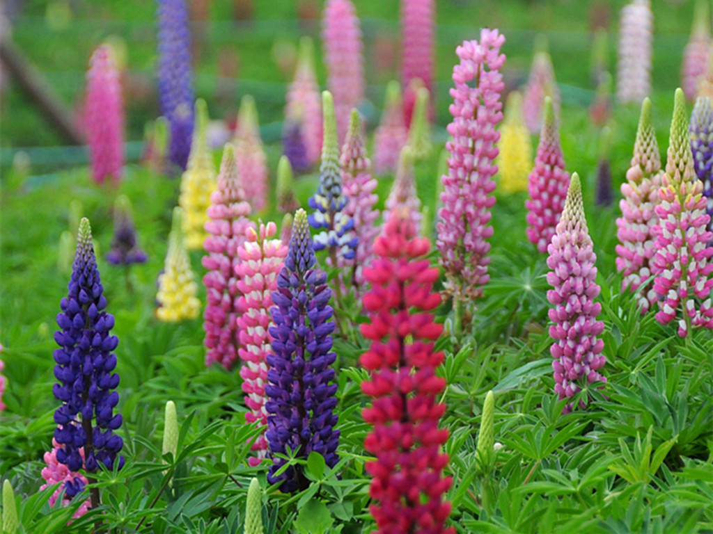 鲁冰花的花语（代表着美丽与哀愁的鲁冰花）
