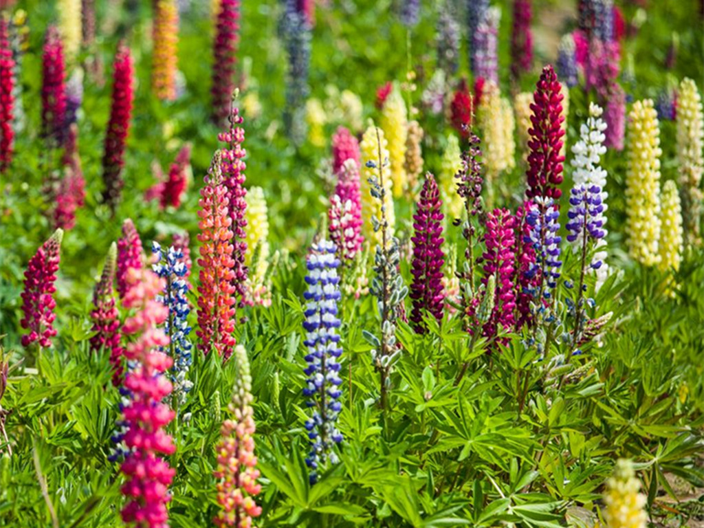 鲁冰花的花语（代表着美丽与哀愁的鲁冰花）