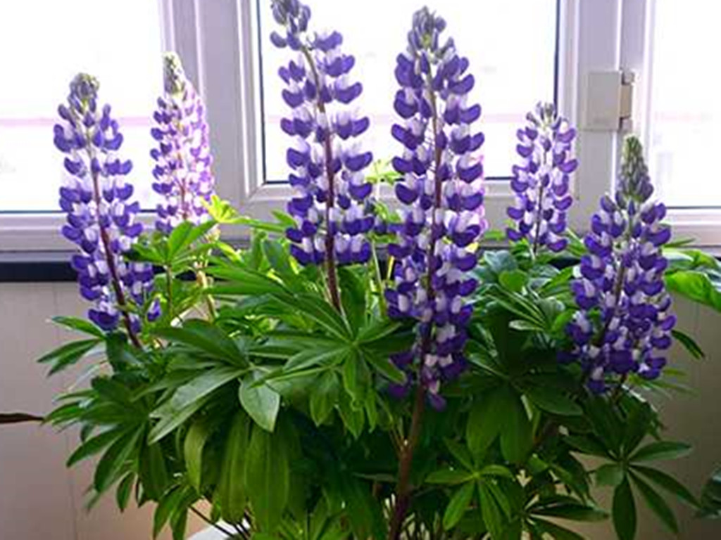 鲁冰花的花语（代表着美丽与哀愁的鲁冰花）